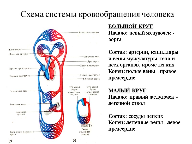 Схема системы кровообращения человека БОЛЬШОЙ КРУГ Начало: левый желудочек - аорта  Состав: артерии,